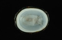 射線青螺藏品圖，第4張